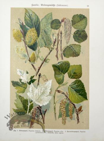 Botanical Atlas 1911 04